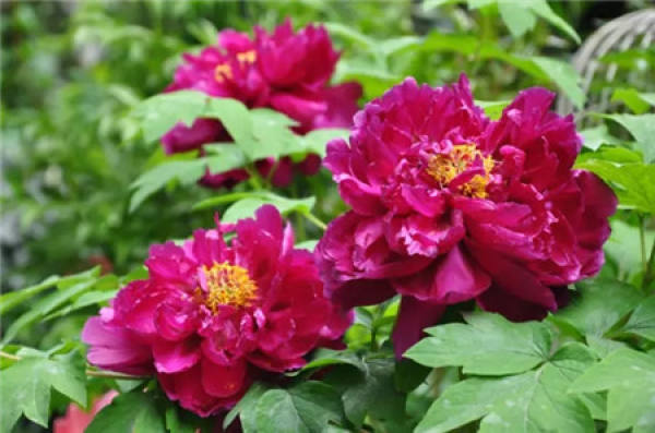 Chinese rose