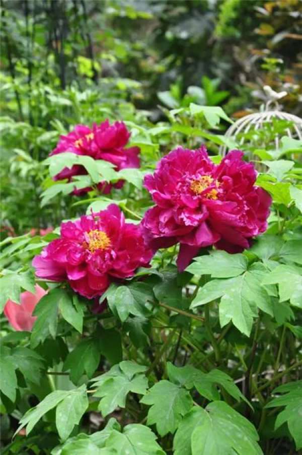 Chinese rose