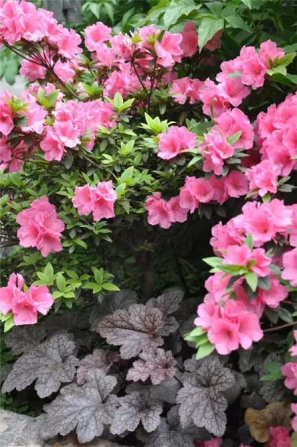 Chinese rose