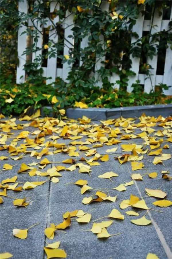 Fallen leaves