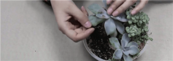 Leaf plucking
