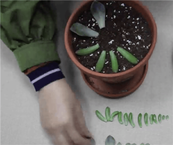 Leaf cutting