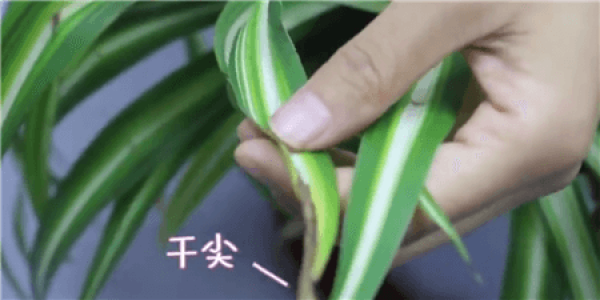 The cause of chlorophytum comosum dry tip