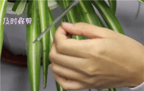 The cause of chlorophytum comosum dry tip