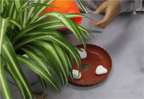 The cause of chlorophytum comosum dry tip