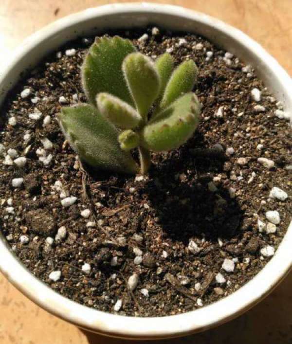 Improve fleshy growing environment