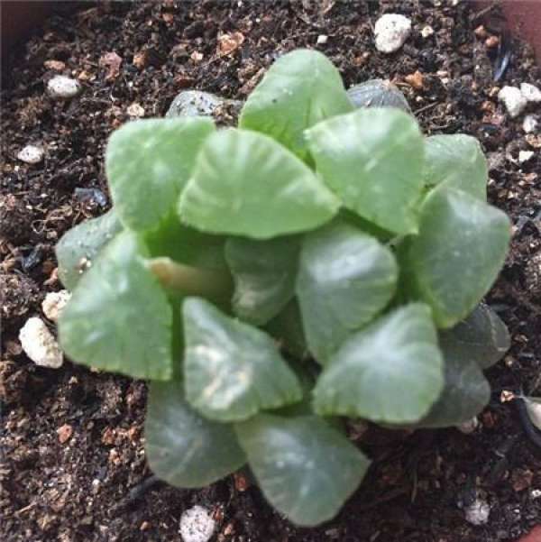 Fleshy and correct repotting