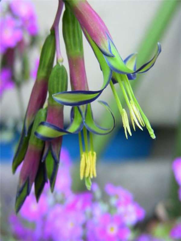 How long does the hanging flower water tower flower raise blooms?