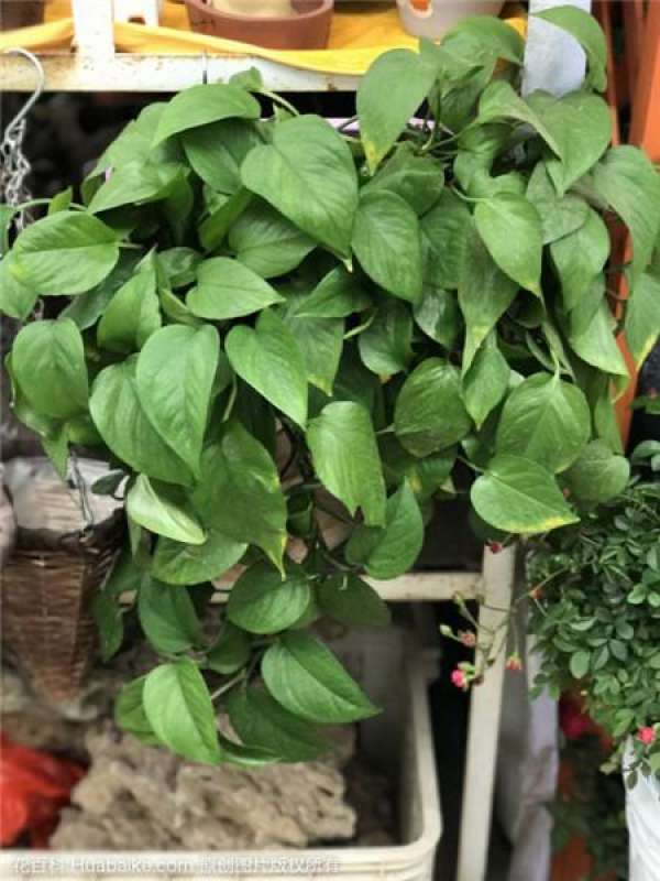What should I do if the green radish is not long?
