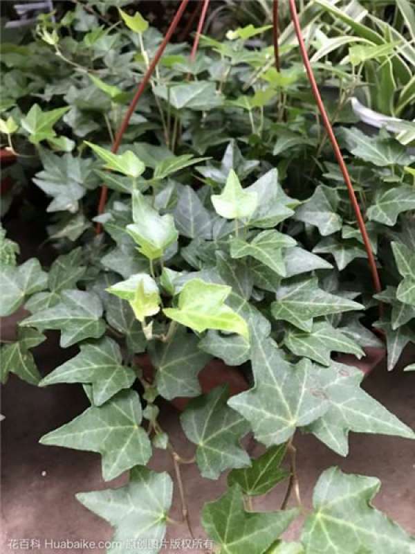 What should I do if the green radish is not long?