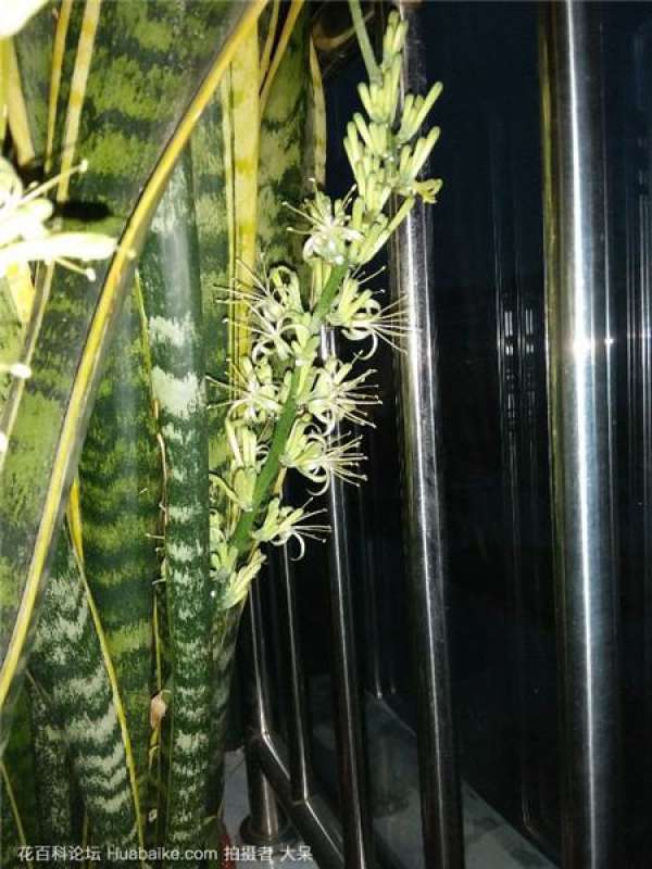 What should I do if the green radish is not long?