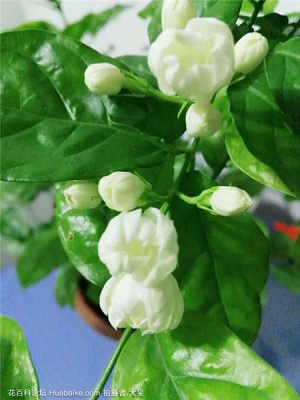 What if Jasmine doesn't grow?