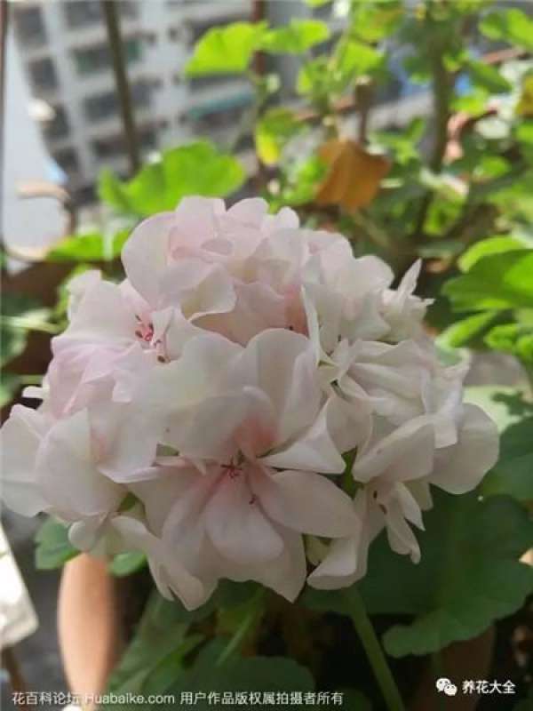 Water flowers