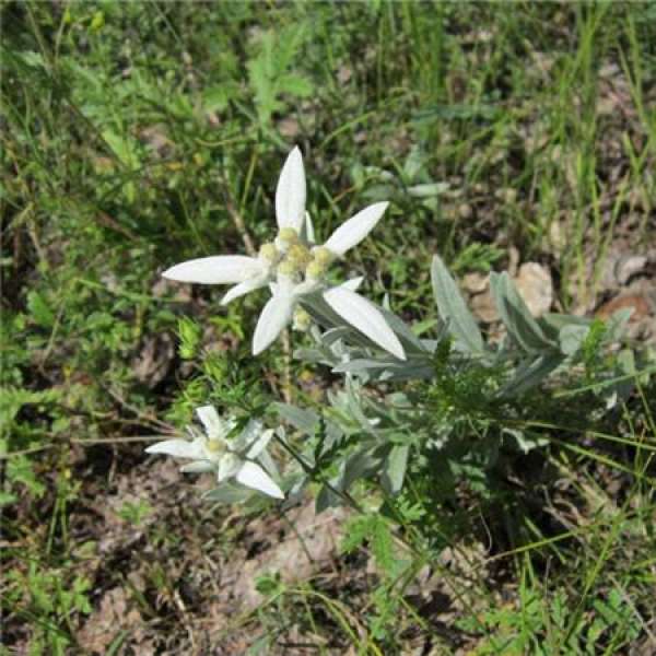 What is the function of Edelweiss The Plant Aide