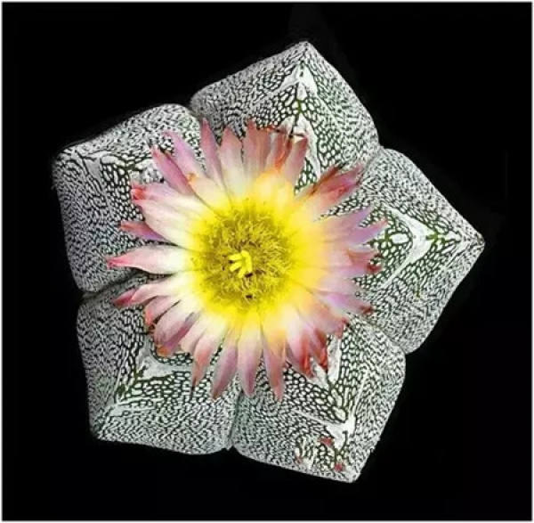Stone Flower Blossom