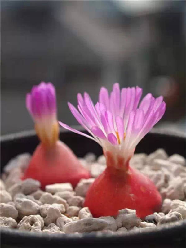 Stone Flower Blossom