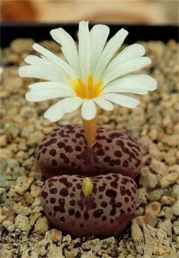 Stone Flower Blossom