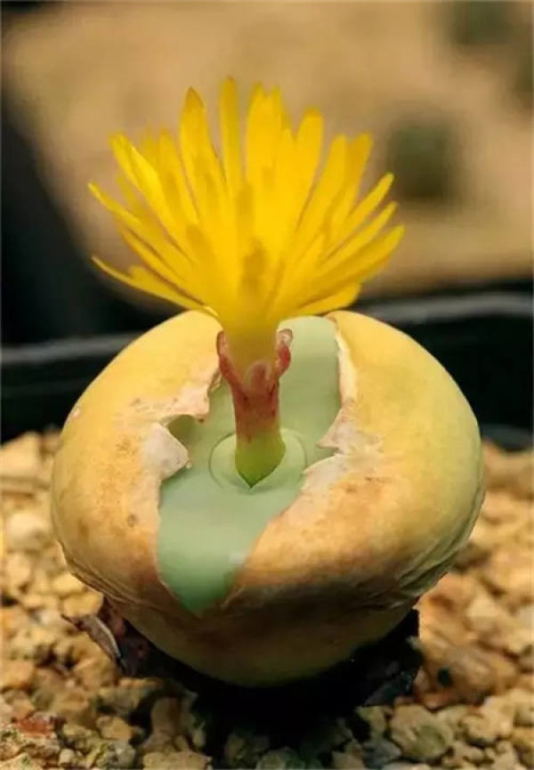 Stone Flower Blossom