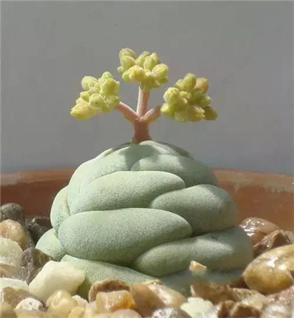 Stone Flower Blossom