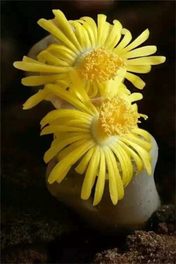Stone Flower Blossom