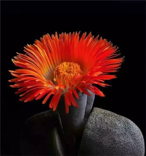 Stone Flower Blossom