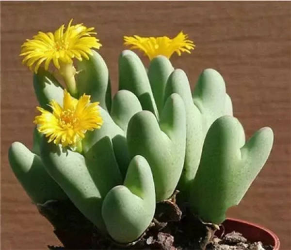 Stone Flower Blossom