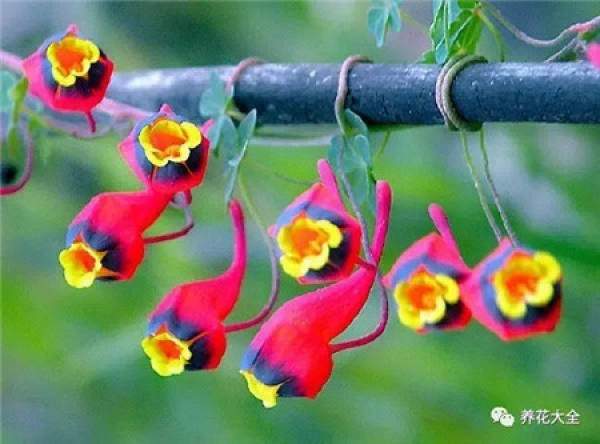 Tropaeolum tricolor