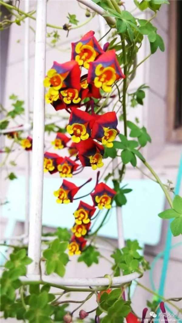 Tropaeolum tricolor