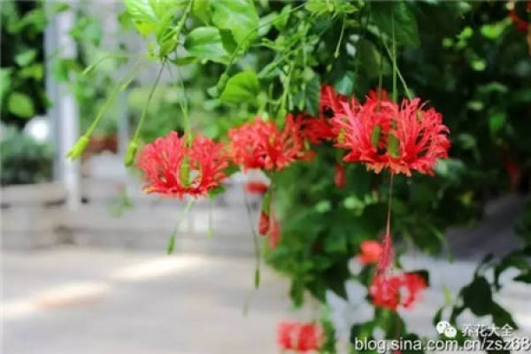 Tropaeolum tricolor