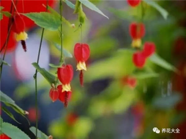 Tropaeolum tricolor