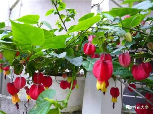 Tropaeolum tricolor