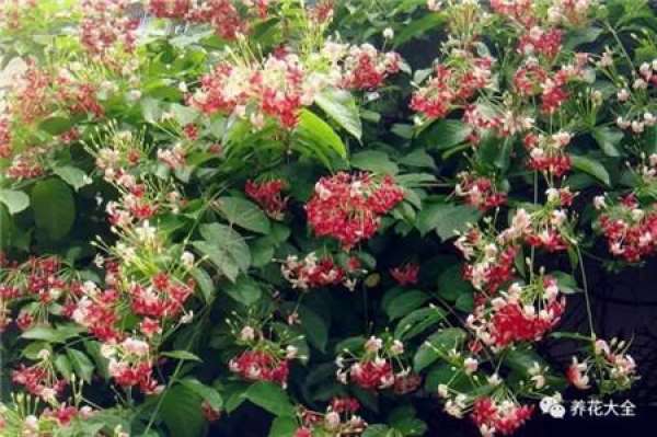 Tropaeolum tricolor