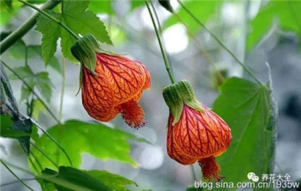 Tropaeolum tricolor