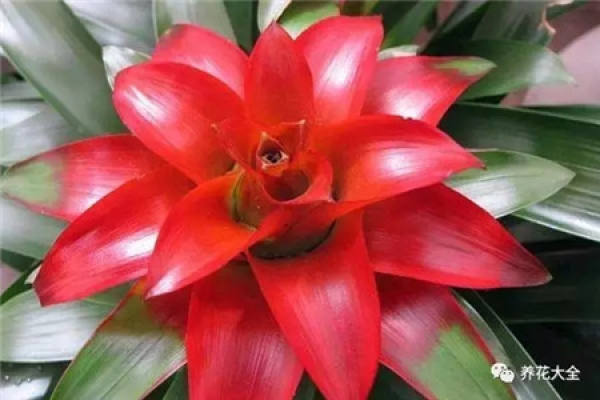 Chlorophytum comosum