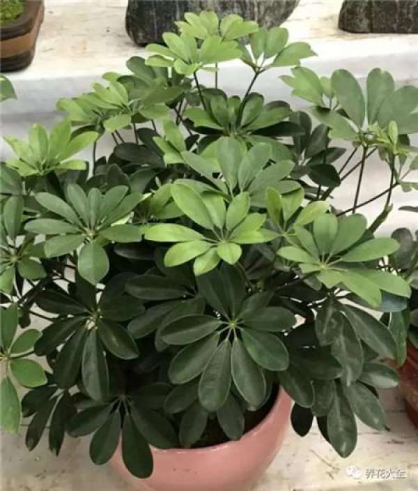 Chlorophytum comosum