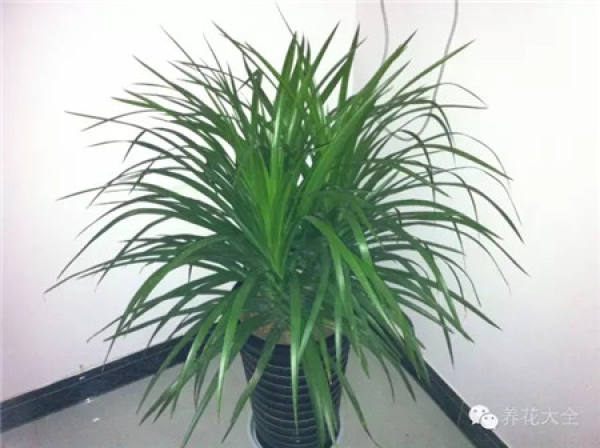 Chlorophytum comosum