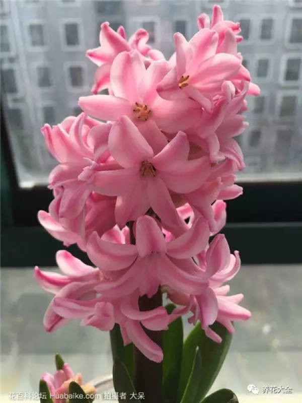 Chlorophytum comosum