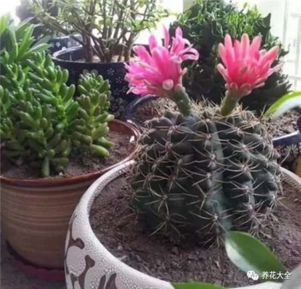 Chlorophytum comosum