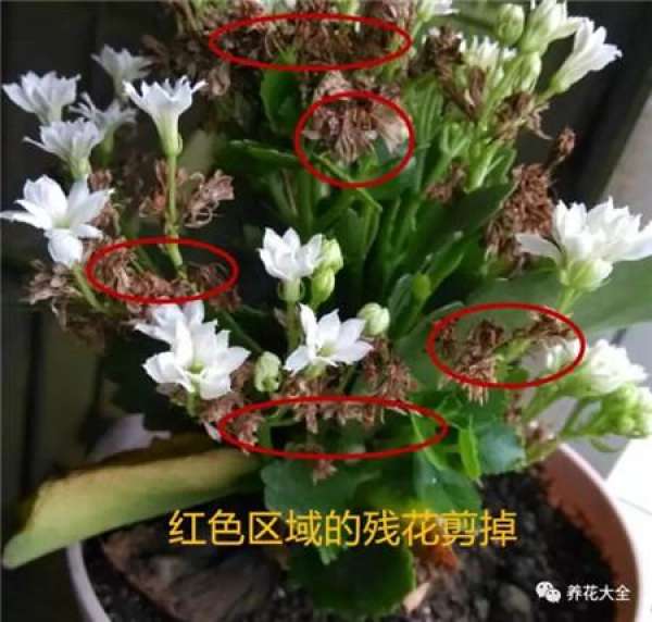 Timely pruning of residual flowers