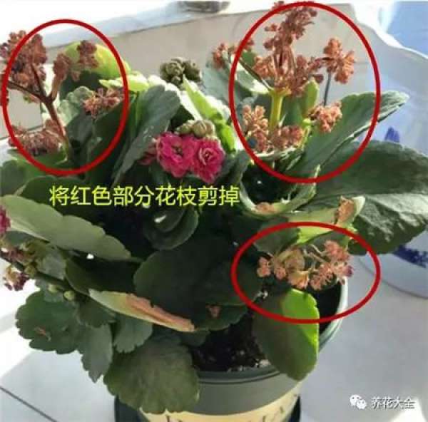 Timely pruning of residual flowers