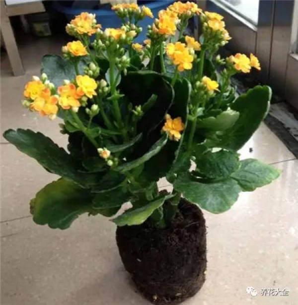 Timely pruning of residual flowers