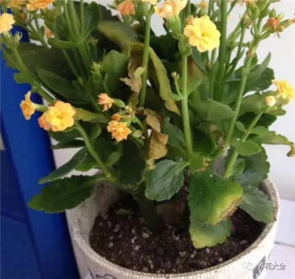 Timely pruning of residual flowers