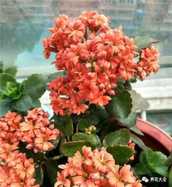 Timely pruning of residual flowers