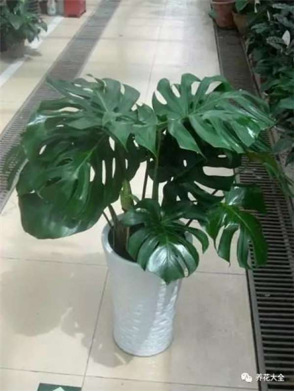 Turtle Back Bamboo
