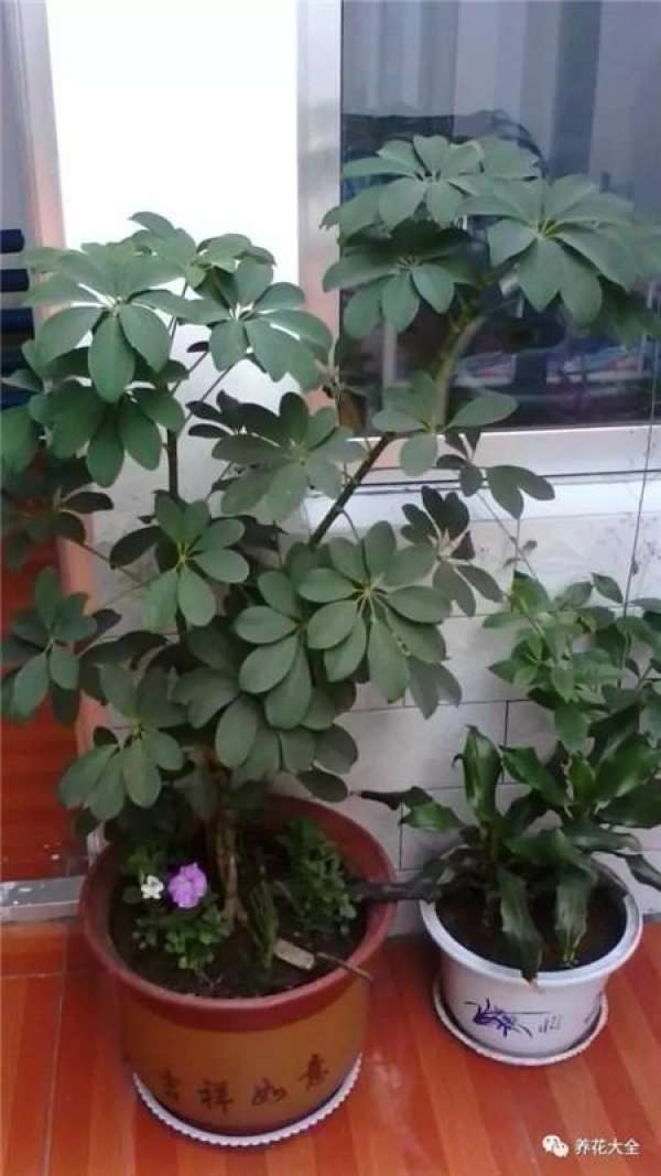 Turtle Back Bamboo