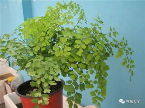 Turtle Back Bamboo