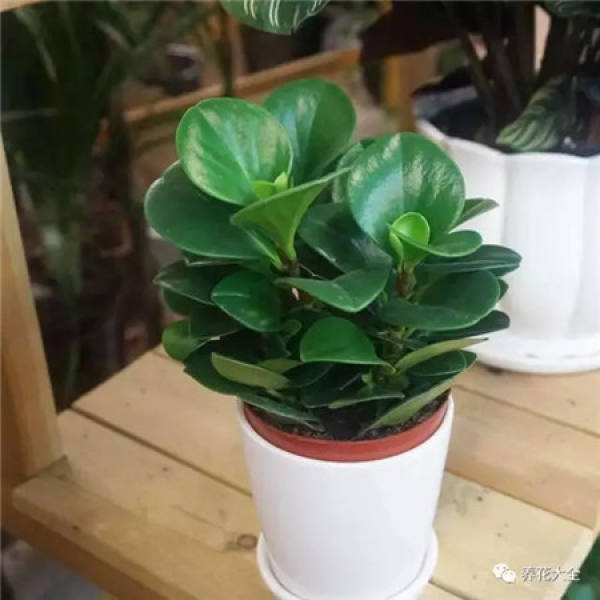 Turtle Back Bamboo