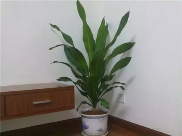 Turtle Back Bamboo
