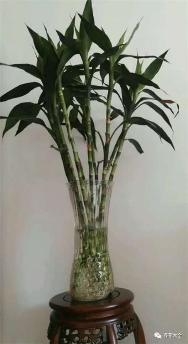 Turtle Back Bamboo