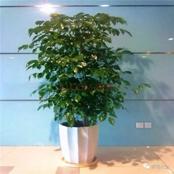 Turtle Back Bamboo
